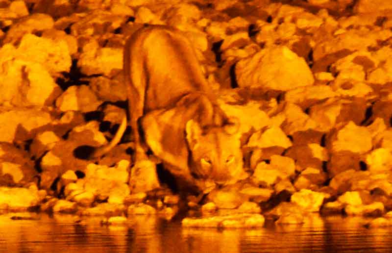 19 - Namibia - leona - imagen nocturna - Okaukuejo - parque nacional de Etosha